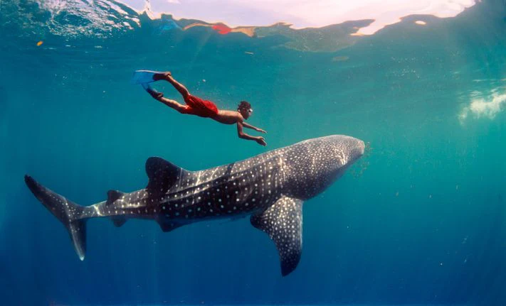 whale shark 3